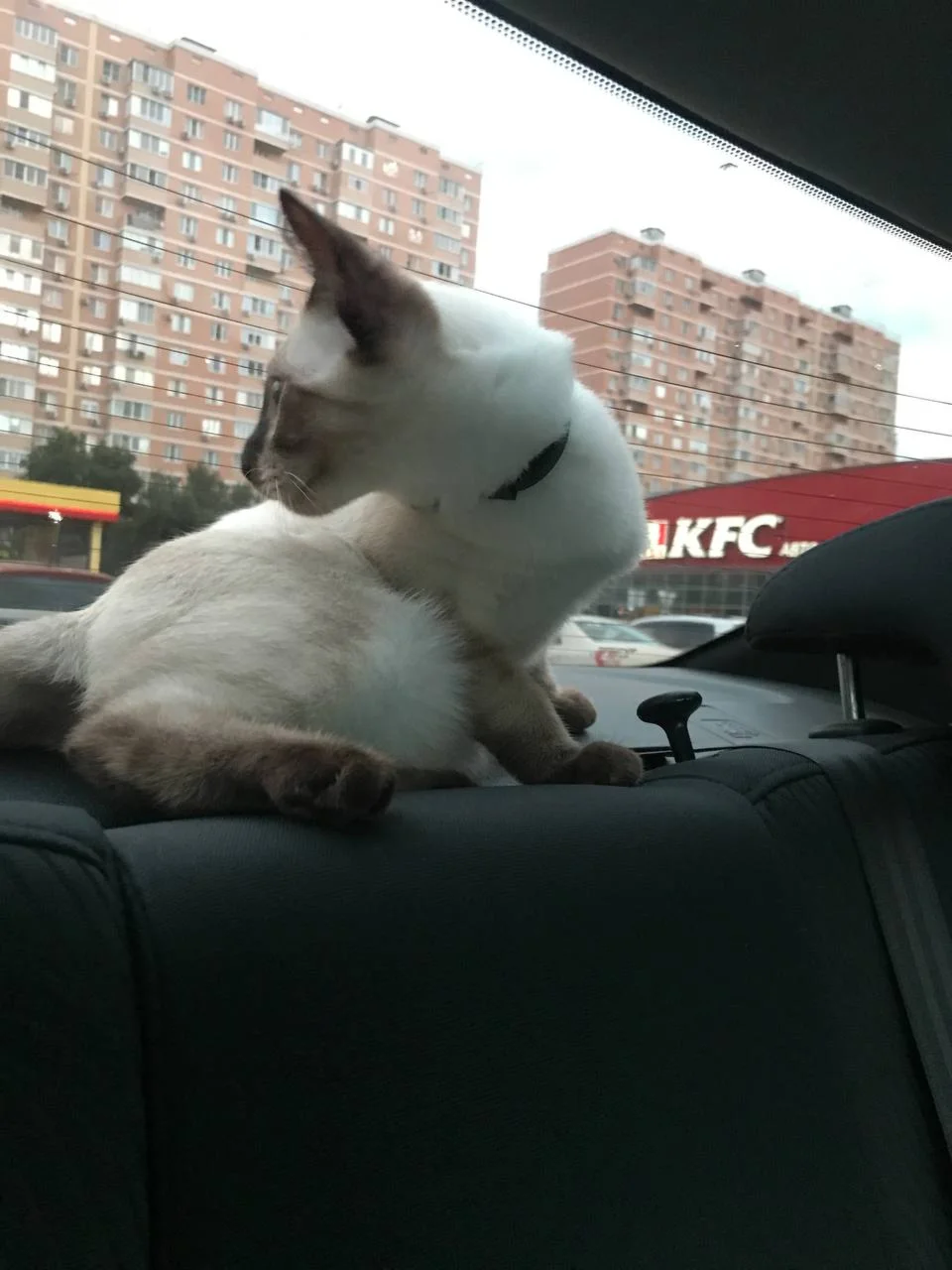 Привет я Максим!, картинка 3